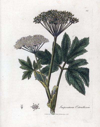 Benzoin veya Imperatory - Ortak ustalık, Imperatoria ostruthium. William Woodville'den James Sowerby ve Sir William Jackson Hooker'ın “” Medical Botany,” John Bohn, Londra'dan yaptığı bir botanik illüstrasyondan elde boyanmış bakır levha gravür by James Sowerby