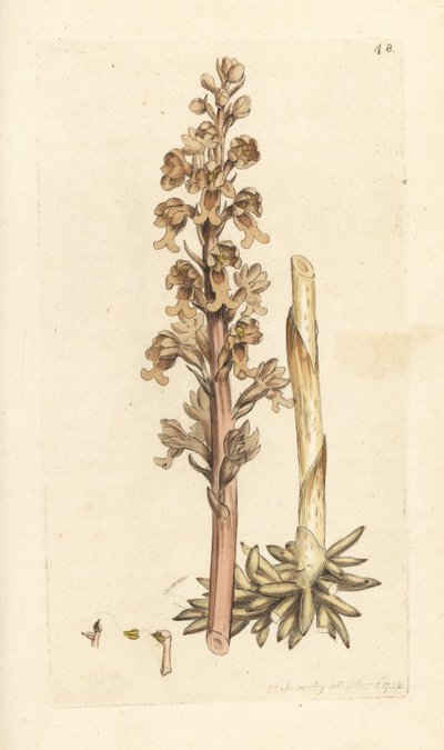 Kuş Yuvası Orkidesi, Neottia nidus-avian (Kuş yuvası ophrys, Ophrys nidus-avian). James Smith's English Botany, Londra'dan James Sowerby tarafından yapılan bir illüstrasyondan sonra elle boyanmış bakır levha gravürü by James Sowerby