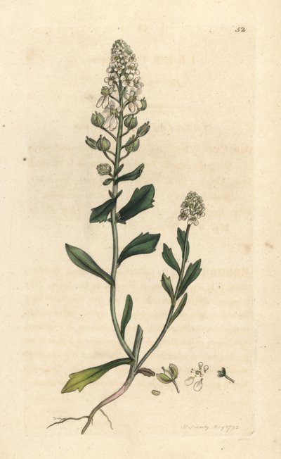 Acı şekerleme, Iberis amara. James Smith's English Botany, Londra'dan James Sowerby tarafından yapılan bir illüstrasyondan sonra elle boyanmış bakır levha gravürü by James Sowerby