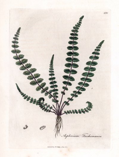 Siyah doradilla veya sahte kılcal (eğrelti otu) - Yaygın bakire kılı eğreltiotu veya dalak otu, Asplenium trichomanes. William Woodville'den James Sowerby'nin ve Sir William Jackson Hooker'ın “” Medical Bo'nun botanik resminden elle boyanmı by James Sowerby