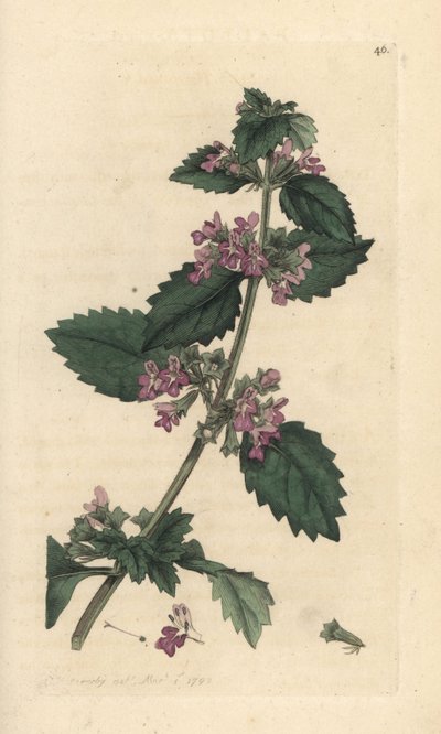 Siyah tazı, Ballota nigra (Ballote noire) James Sowerby'nin James Smith's English Botany, Londra'dan yaptığı bir çizimden sonra elle boyanmış bakır levha gravürü by James Sowerby