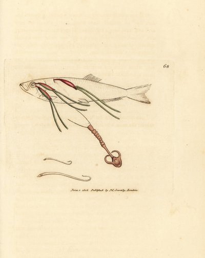 Bir spreyin gözünde kanla beslenen kopepod paraziti, Lernaeenicus sprattae (Lernaea sprattae). Ve bir istiridye kabuğunda bulunan başka bir garip solucan. The British Miscellany'den James Sowerby'nin el boyaması bakır levha gravürü veya yeni, nadir by James Sowerby