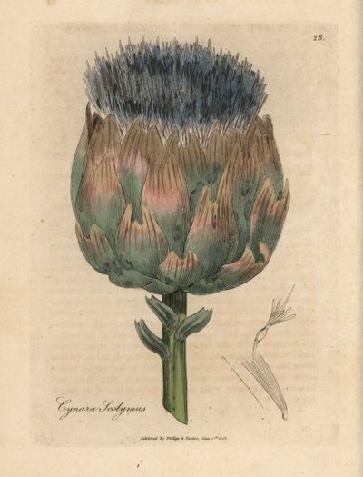 Mavi ve mor çiçekli enginar, Cynara scolymus by James Sowerby