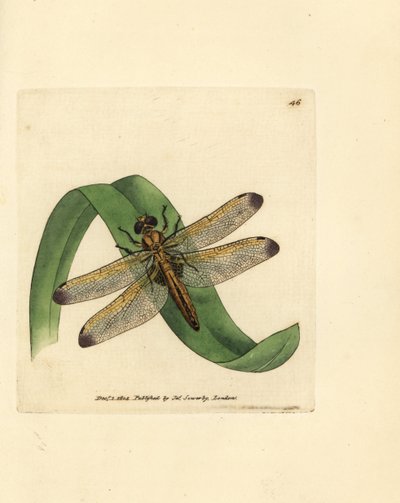 Mavi avcı, Libellula fulva (lekeli yusufçuk, Libellula conspurcata). The British Miscellany'den James Sowerby tarafından elle boyanmış bakır levha gravürü veya yeni, nadir veya az bilinen hayvan konularının renkli figürleri. by James Sowerby