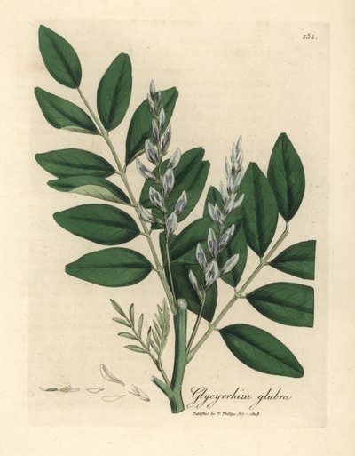 Mavi çiçekli meyankökü, Glycyrrhiza glabra by James Sowerby
