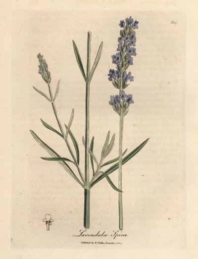 Mavi çiçekli lavanta, Lavandula spica by James Sowerby