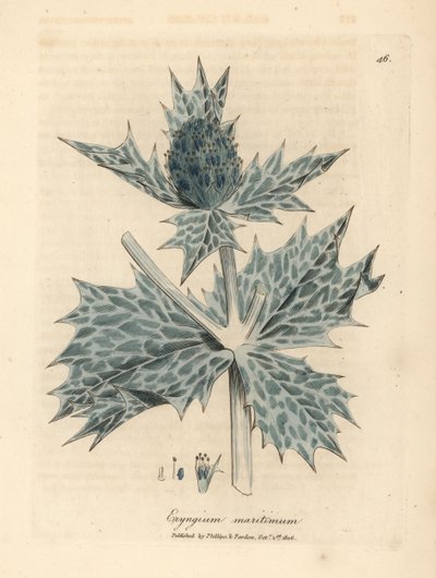 Mavi çiçekli deniz çobanpüskülü veya eryngo, Eryngium maritinum by James Sowerby