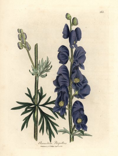Mavi çiçekli kurt belası veya keşiş başlığı, Aconitum napellus by James Sowerby