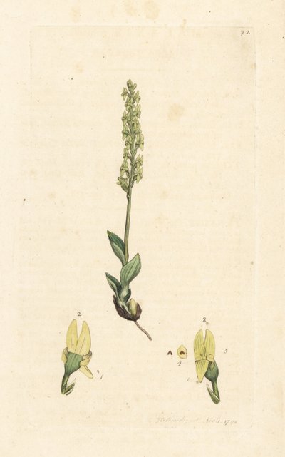 Bataklık orkidesi, Hammarbya paludosa (Bataklık tway-blade, Malaxis paludosa). James Smith's English Botany, Londra'dan James Sowerby tarafından yapılan bir illüstrasyondan sonra elle boyanmış bakır levha gravürü by James Sowerby