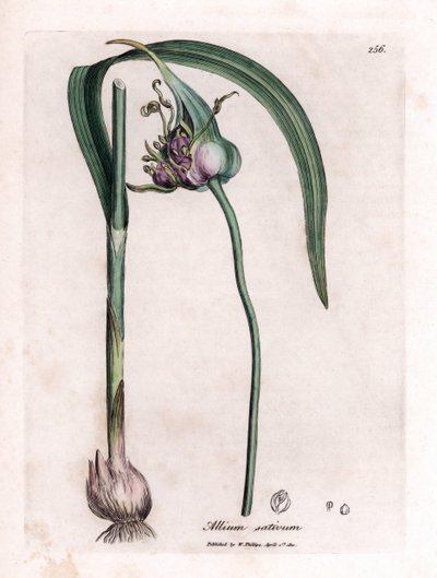 Botanik tahtası: Soğanı, yaprakları ve mor çiçekleri gösteren sarımsak (Allium sativum) yetiştirmek. James Sowerby'nin bir illüstrasyonundan elde boyanmış bakır gravür. William Woodville ve Sir William Jackson Hooker'ın kitabından alıntı "&quo by James Sowerby