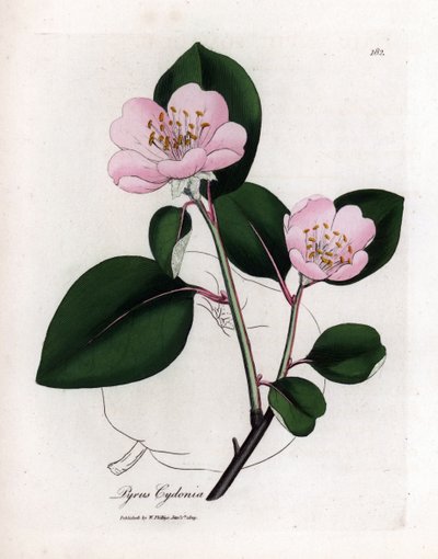 Botanik kurulu: çiçekler ve ayva, Cognassier (Cydonia oblonga) meyvesi - Meyve ana hatlarıyla pembe çiçekli ayva ağacı, Pyrus cydonia. William Woodville ve Sir Wil'den James Sowerby'nin botanik bir illüstrasyonundan el yapımı bakır levha gravürü by James Sowerby