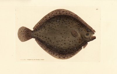 Brill veya uçurtma balığı, Scophthalmus rhombus (Pleuronectes rhombus). The British Miscellany'den James Sowerby tarafından elle boyanmış bakır levha gravürü veya yeni, nadir veya az bilinen hayvan konularının renkli figürleri. by James Sowerby