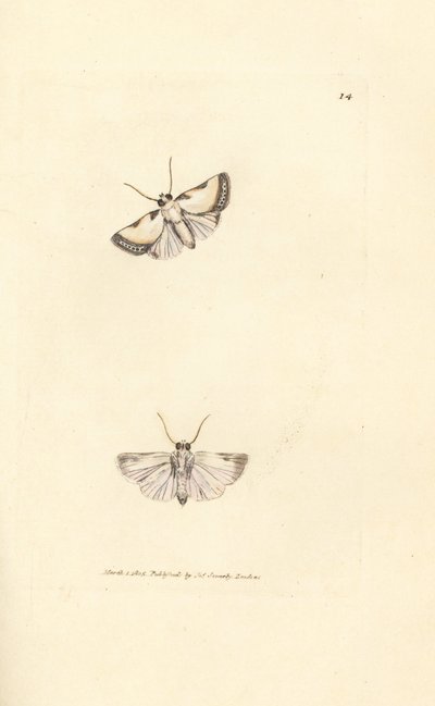 Brixton Güzellik, Acontia nitidula (Phalaena catena). The British Miscellany'den James Sowerby tarafından elle boyanmış bakır levha gravürü veya yeni, nadir veya az bilinen hayvan konularının renkli figürleri. by James Sowerby