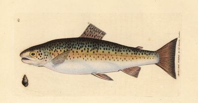Kahverengi alabalık, Salmo trutta fario (Gillaroo alabalığı, Salmo fario). The British Miscellany'den James Sowerby tarafından elle boyanmış bakır levha gravürü veya yeni, nadir veya az bilinen hayvan konularının renkli figürleri. by James Sowerby