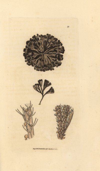 Bugulina avicularia (Flustra avicularis). The British Miscellany'den James Sowerby tarafından elle boyanmış bakır levha gravürü veya yeni, nadir veya az bilinen hayvan konularının renkli figürleri. by James Sowerby