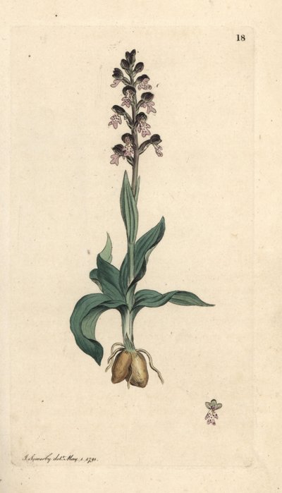Yanık uçlu orkide, Neotinea ustulata (Cüce orchis, Orchis ustulata). James Smith's English Botany, Londra'dan James Sowerby tarafından yapılan bir illüstrasyondan sonra elle boyanmış bakır levha gravürü by James Sowerby