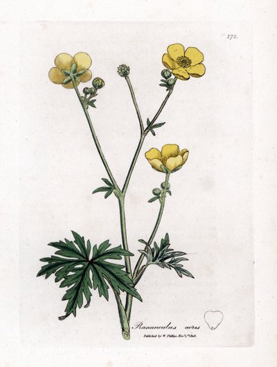 Buttercup veya Button d'Or - Çayır düğün çiçeği, Ranunculus acris. William Woodville'den James Sowerby ve Sir William Jackson Hooker'ın "" Medical Botany"," John Bohn, Londra'dan yaptığı bir botanik illüstrasyondan elle  by James Sowerby