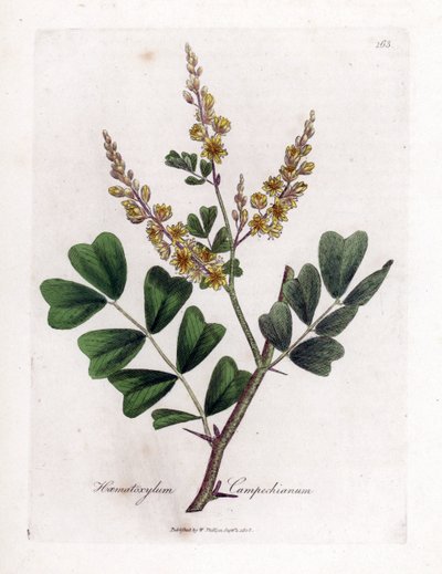 Campeche veya campeche ahşap - Logwood, Haematoxylum campechianum. William Woodville'den James Sowerby ve Sir William Jackson Hooker'ın "" Medical Botany"," John Bohn, Londra'dan yaptığı bir botanik illüstrasyondan elle boya by James Sowerby