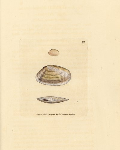 Candystick tellina kabuğu, Tellina similis. The British Miscellany'den James Sowerby tarafından elle boyanmış bakır levha gravürü veya yeni, nadir veya az bilinen hayvan konularının renkli figürleri. by James Sowerby