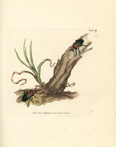 Carabus nitens böceği. The British Miscellany'den James Sowerby tarafından elle boyanmış bakır levha gravürü veya yeni, nadir veya az bilinen hayvan konularının renkli figürleri. by James Sowerby