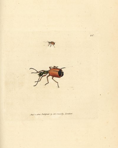 Carabus rotundicollis böceği. The British Miscellany'den James Sowerby tarafından elle boyanmış bakır levha gravürü veya yeni, nadir veya az bilinen hayvan konularının renkli figürleri. by James Sowerby