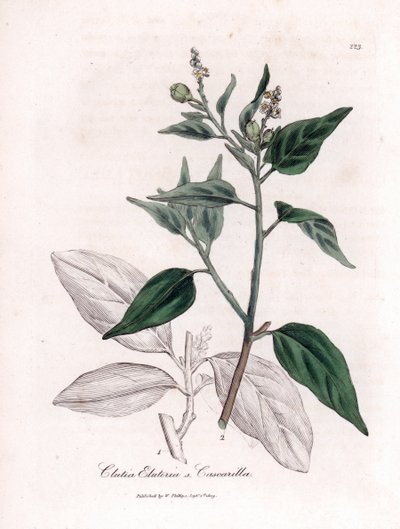 Cascarille officinale veya yumuşak veya sahte quinquina ağacı - Cascarilla, Croton (Clutia) eluteria. William Woodville'den James Sowerby'nin ve Sir William Jackson Hooker'ın “” Medical Botany,” John adlı eserinden bir botanik illüstrasyondan e by James Sowerby