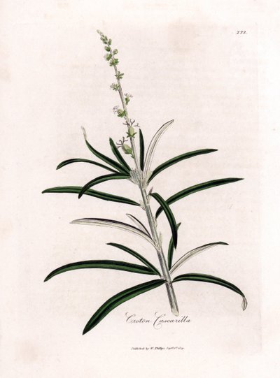 Cascarille officinale veya yumuşak ahşap veya sahte quinquina - Cascarilla, Croton eluteria. William Woodville'den James Sowerby ve Sir William Jackson Hooker'ın “” Medical Botany,” John Bohn, Lo adlı eserinden bir botanik illüstrasyondan elde boya by James Sowerby