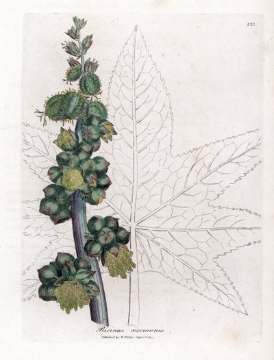 Hint - Hint yağı fabrikası, Ricinus communis. William Woodville'den James Sowerby ve Sir William Jackson Hooker'ın "" Medical Botany"," John Bohn, Londra'dan yaptığı bir botanik illüstrasyondan elle boyanmış bakır levha grav by James Sowerby