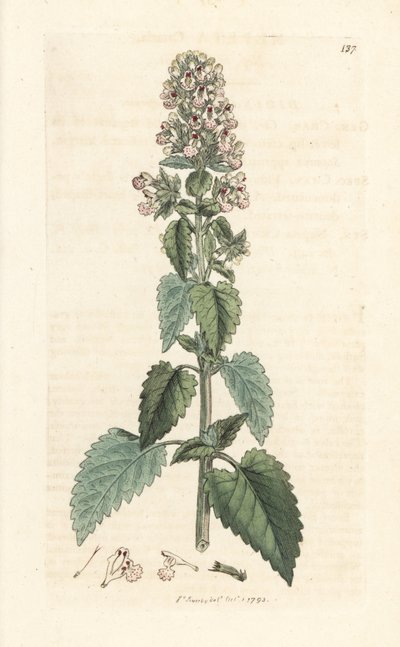 Catnip, Nepeta cataria (cataire) James Smith's English Botany, Londra'dan James Sowerby tarafından yapılan bir illüstrasyondan sonra elle boyanmış bakır levha gravürü by James Sowerby