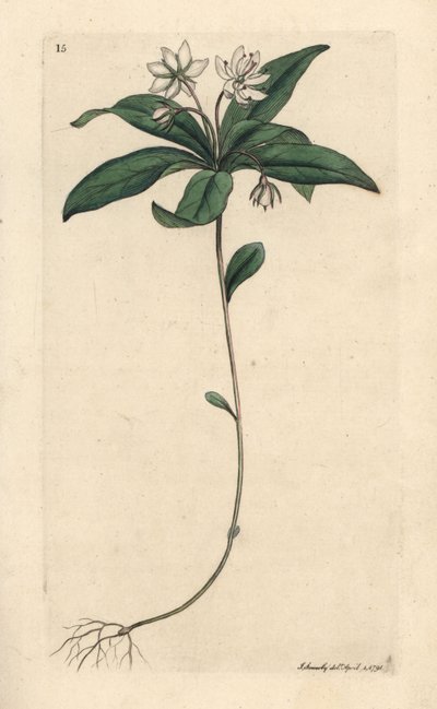 Kuş otu kış yeşili, Lysimachia europaea (Trientalis europaea) (Trientale d'Europe) James Sowerby'nin James Smith's English Botany, Londra'dan yaptığı bir illüstrasyondan sonra elle boyanmış bakır levha gravürü by James Sowerby