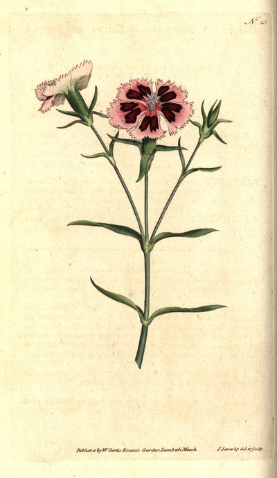 Çin karanfili - Çin pembesi veya Hint pembesi, Dianthus chinensis. William Curtis'in The Botanical Magazine'den James Sowerby'nin el boyaması bakır levha gravürü ve botanik çizimi, Lambeth Marsh, Londra by James Sowerby