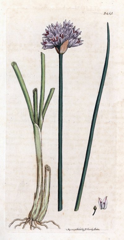 Frenk soğanı (Allium schoenoprasum). James Smith'in “İngiliz botanik” (1790-1814) kitabı için James Sowerby'nin botanik illüstrasyonundan elde boyanmış bakır gravür. Yorulmak bilmez Sowerby (1757-1822), Smith Mammoth "English Bot" için 25 by James Sowerby