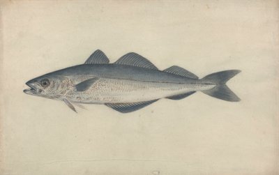 Kömür Balığı by James Sowerby