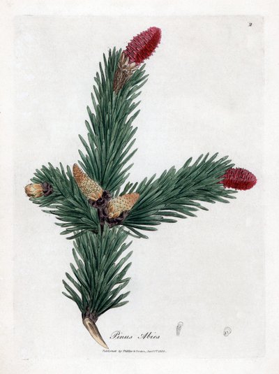 Ortak Epicea - Norveç ladin, Pinus abies. William Woodville'den James Sowerby ve Sir William Jackson Hooker'ın "" Medical Botany"," John Bohn, Londra'dan yaptığı bir botanik illüstrasyondan elle boyanmış bakır levha gravürü by James Sowerby