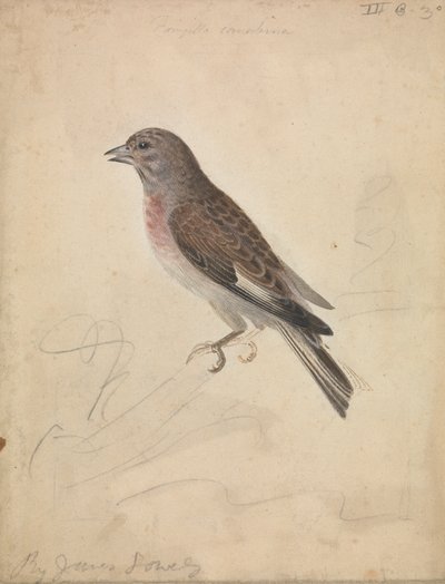 ortak Linnet by James Sowerby