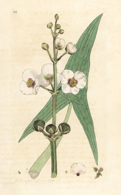 Yaygın ok ucu, Sagittaria sagittifolia (yay) James Smith'in İngiliz Botany'sinden James Sowerby'nin bir çiziminden sonra el ile boyanmış bakır levha gravürü, Londra by James Sowerby