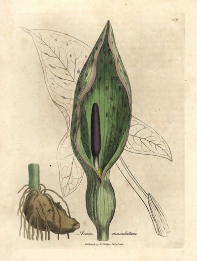 Ortak arum, benekli arum by James Sowerby