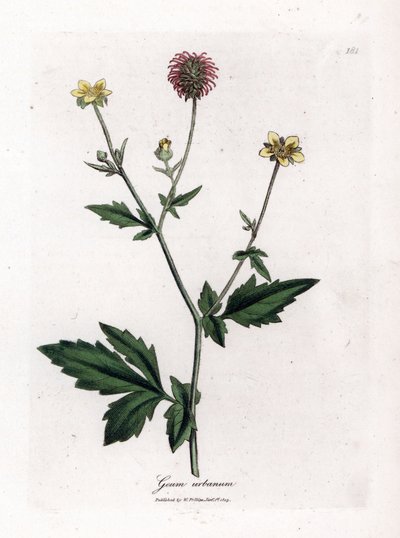 Saint Benoit - Wood avens, Geum urbanum'un ortak benoit veya otu. William Woodville'den James Sowerby ve Sir William Jackson Hooker'ın "" Medical Botany"," John Bohn, Londra'dan yaptığı bir botanik illüstrasyondan elle b by James Sowerby