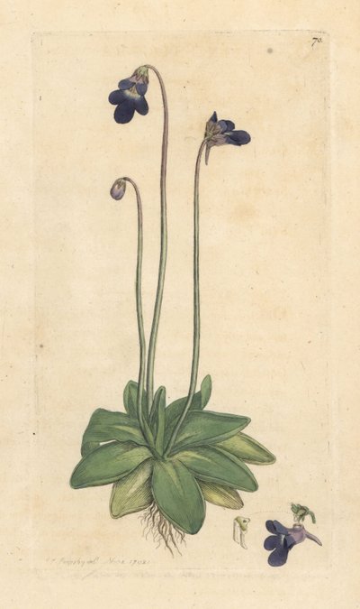 Bayağı tereyağlı, Pinguicula vulgaris (grassette) James Smith's English Botany, Londra'dan James Sowerby tarafından yapılan bir illüstrasyondan sonra elle boyanmış bakır levha gravürü by James Sowerby