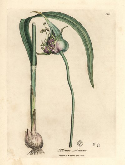Ortak ekili sarımsak, Allium sativum by James Sowerby
