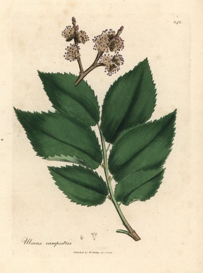 Ortak karaağaç, Ulmus Plastris by James Sowerby