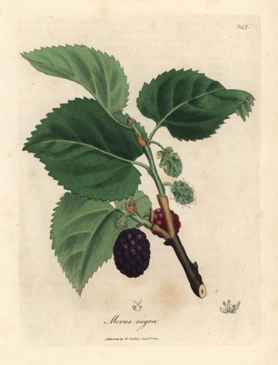 Ortak dut ağacı, Morus nigra by James Sowerby