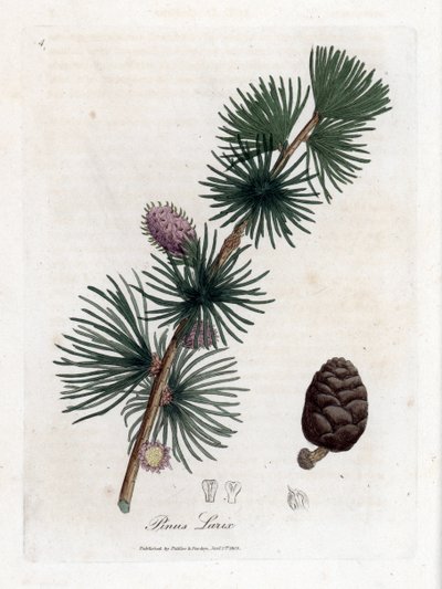 Yaygın veya Avrupa meleze - Avrupa karaçam ağacı, Larix decidua. William Woodville'den James Sowerby ve Sir William Jackson Hooker'ın "" Medical Botany"," John Bohn, Londra'dan yaptığı bir botanik illüstrasyondan elle boyanm by James Sowerby