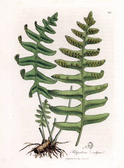 Ortak polipoda veya ağaç meyankökü (eğrelti otu) - Yaygın polipod, Polypodium vulgare. William Woodville'den James Sowerby ve Sir William Jackson Hooker'ın “” Medical Botany,” John Bohn, Londra'dan yaptığı bir botanik illüstrasyondan elde boyan by James Sowerby