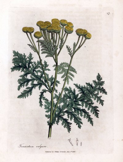 Ortak solucan otu veya sıçrama - Solucan otu, Tanacetum vulgare. William Woodville'den James Sowerby ve Sir William Jackson Hooker'ın “” Medical Botany,” John Bohn, Londra'dan yaptığı bir botanik illüstrasyondan elde boyanmış bakır levha gravür by James Sowerby