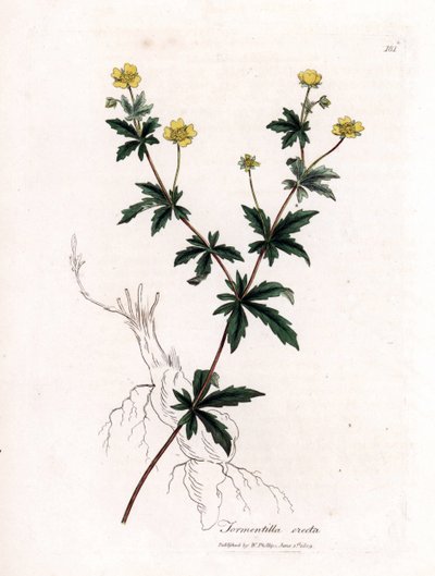 Adi eziyet, Potentilla erecta. William Woodville'den James Sowerby ve Sir William Jackson Hooker'ın "" Medical Botany"," John Bohn, Londra'dan yaptığı bir botanik illüstrasyondan elle boyanmış bakır levha gravürü by James Sowerby