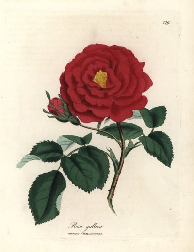 Kızıl resmi gül, Rosa gallica by James Sowerby
