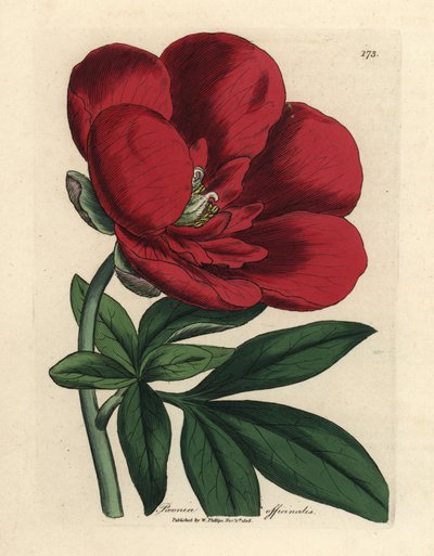 Kızıl şakayık, Paeonia officinalis by James Sowerby