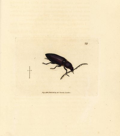 Ctenicera cuprea böceği (Elater chalybeus). The British Miscellany'den James Sowerby tarafından elle boyanmış bakır levha gravürü veya yeni, nadir veya az bilinen hayvan konularının renkli figürleri. by James Sowerby