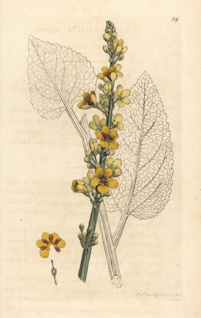 Koyu sığırkuyruğu, Verbasum nigrum (siyah köstebek) James Sowerby'nin James Smith's English Botany, Londra'dan yaptığı bir illüstrasyondan sonra elle boyanmış bakır levha gravürü by James Sowerby